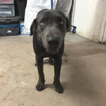 Morocco -  Labrador Retriever and Weimaraner Dog for Adoption in Edinburg, Texas - Morocco | PetCurious