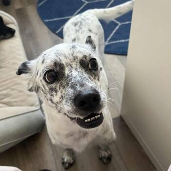 Rescue Mixed Breed Dogs for Adoption in Raleigh, North Carolina - Niva | PetCurious