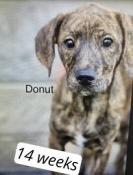 Labrador Retriever Dogs Available for Adoption in Colorado Springs, Colorado - Donut | PetCurious