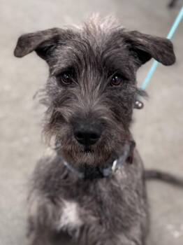 Terrier and Shepherd Dogs Available for Adoption - Cocoa Puff | PetCurious