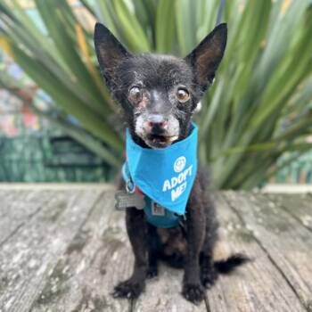 Pumba -  Chihuahua and Terrier Dog for Adoption in Pacific Grove, California - Pumba | PetCurious