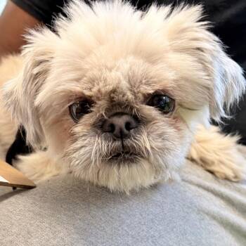 Mixed Breed Dogs Available for Adoption in West Chester, Pennsylvania - Honey Bear | PetCurious