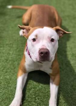 Olivia Rae -  Pit Bull Terrier Dog for Adoption in Racine, Wisconsin - Olivia Rae | PetCurious