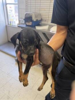 Terrier Dogs Available for Adoption in Stockton, California - A375884 | PetCurious