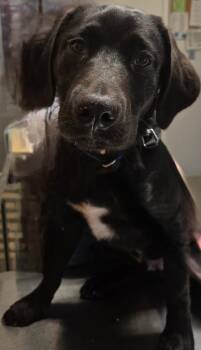Retriever Dogs Available for Adoption in Sandusky, Ohio - Draco | PetCurious