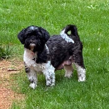 Shih Tzu Dogs Available for Adoption in Helena, Alabama - Millie | PetCurious