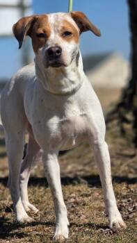 Australian Cattle Dog Blue Heeler and Pit Bull Terrier Dogs Available for Adoption - Snickers | PetCurious