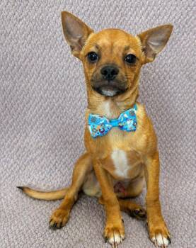 Chihuahua Dogs Available for Adoption in Lodi, California - Dennis | PetCurious