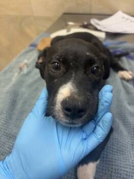 Rescue Pit Bull Terrier and Mixed Breed Dogs for Adoption in Honolulu, Hawaii - 59658151 | PetCurious