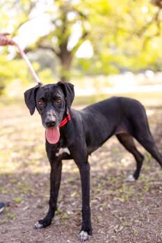 Black Labrador Retriever and Great Dane Dogs Available for Adoption in Sadler, Texas - Francine | PetCurious
