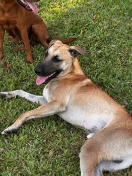 Dante -  German Shepherd Dog Dog for Adoption in North Reading, Massachusetts - Dante | PetCurious