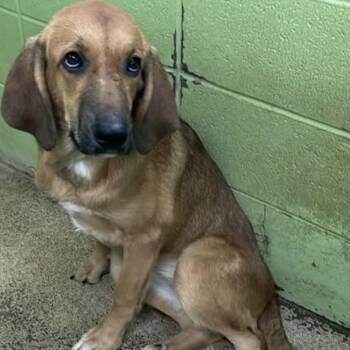 JoDee -  Bloodhound Dog for Adoption in Fort Payne, Alabama - JoDee | PetCurious