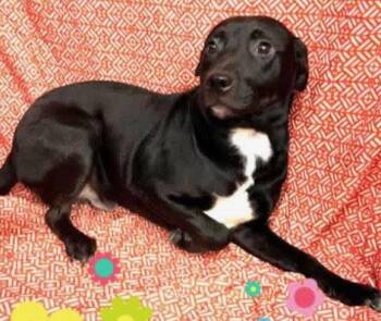 Labrador Retriever Dogs Available for Adoption in Sterling, Massachusetts - Popcorn 5 Months AVA 5/13 | PetCurious