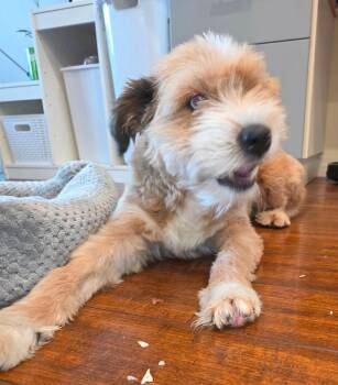 Bailey -  Terrier Dog for Adoption in Abbotsford, British Columbia - Bailey | PetCurious