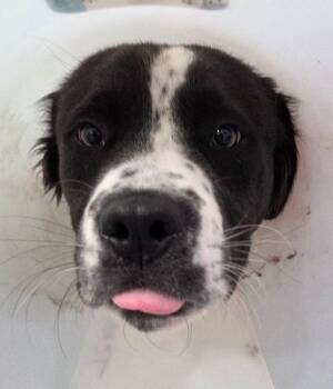 Fonzie -  Border Collie Dog Available for Adoption in Brookings, Oregon - Fonzie | PetCurious