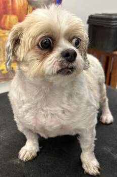 Rescue Shih Tzu Dogs for Adoption in Westminster, Maryland - Maggie | PetCurious
