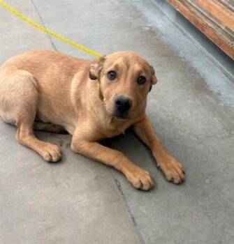 Mixed Breed Dogs Available for Adoption - NUKE | PetCurious
