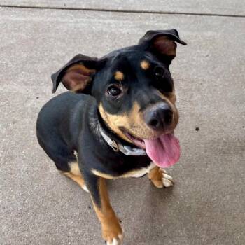 Croquet -  Mixed Breed Dog for Adoption in Edwardsville, Illinois - Croquet | PetCurious