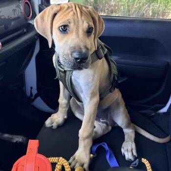 Clarabelle -  Great Dane and Boerboel Dog for Adoption in Tyler, Texas - Clarabelle | PetCurious