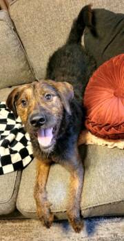 Brillo -  Labrador Retriever and Border Terrier Dog for Adoption in Conroe, Texas - Brillo | PetCurious