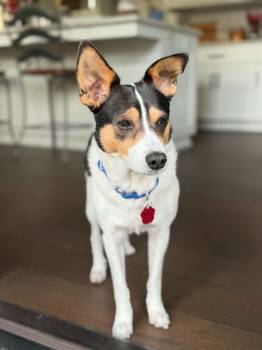 Ross -  Rat Terrier Dog for Adoption in Clatskanie, Oregon - Ross | PetCurious