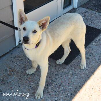 Winslow -  Shepherd Dog for Adoption in Cheyenne, Wyoming - Winslow | PetCurious