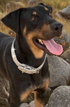 Doberman Pinscher Dogs Available for Adoption in Kingman, Arizona - Oscar | PetCurious