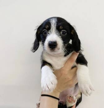 Rescue Mixed Breed Dogs for Adoption in Los Angeles, California - Lisa | PetCurious