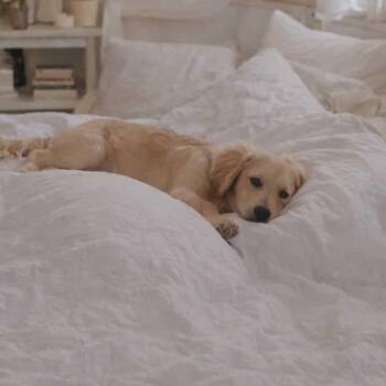 Dachshund Dogs Available for Adoption in Guilford, Connecticut - Tink | PetCurious