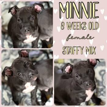 Rescue American Staffordshire Terrier Dogs for Adoption in Grantville, Pennsylvania - Minnie | PetCurious