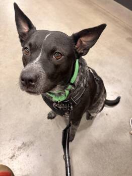 Australian Cattle Dog Blue Heeler Dogs Available for Adoption - Luna Negra | PetCurious