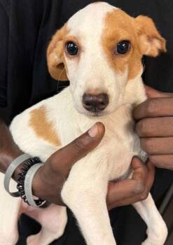 Jolene -  Australian Cattle Dog Blue Heeler and Mixed Breed Dog for Adoption in Bowling Green, Kentucky - Jolene | PetCurious