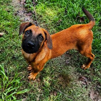 Bubba -  Shepherd and Retriever Dog for Adoption in Brownsboro, Alabama - Bubba | PetCurious