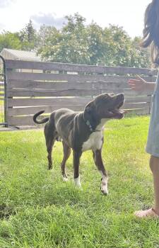 Rescue American Staffordshire Terrier Dogs for Adoption in Fairfax, Virginia - Mookie | PetCurious