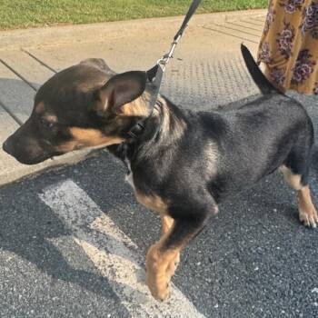 Cyndi Lauper -  Mixed Breed Dog for Adoption in Winston-salem, North Carolina - Cyndi Lauper | PetCurious