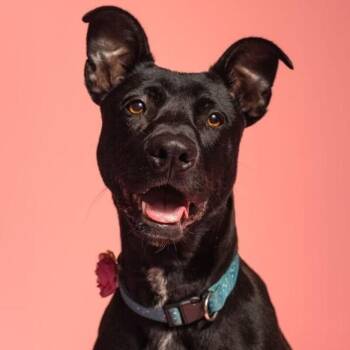 Loki -  Mixed Breed and Labrador Retriever Dog for Adoption in San Diego, California - Loki | PetCurious
