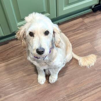 Maple -  Miniature Poodle and Golden Retriever Dog for Adoption in Sinking Spring, Pennsylvania - Maple | PetCurious