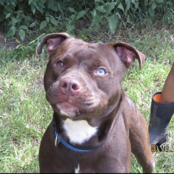 Linus -  Pit Bull Terrier and Mixed Breed Dog for Adoption in Lake Jackson, Texas - Linus | PetCurious