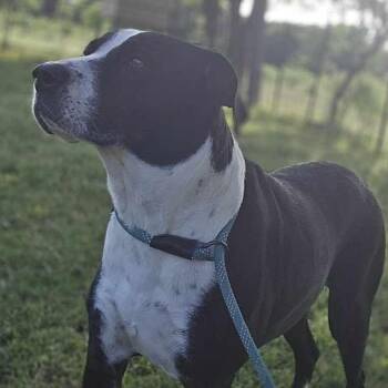 Rescue Great Dane and Pit Bull Terrier Dogs for Adoption in Kempner, Texas - Molly | PetCurious