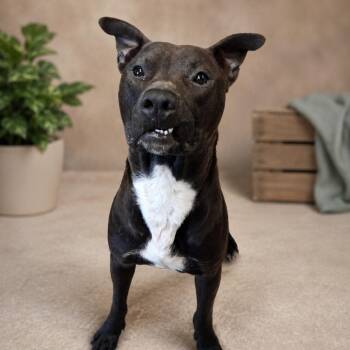 Kairo -  Mixed Breed Dog for Adoption in Henderson, Kentucky - Kairo | PetCurious