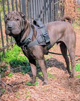 Shar Pei Dogs Available for Adoption - Lennox | PetCurious