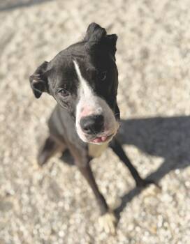 Rescue Pit Bull Terrier and Mixed Breed Dogs for Adoption in Gray, Louisiana - Shiba | PetCurious