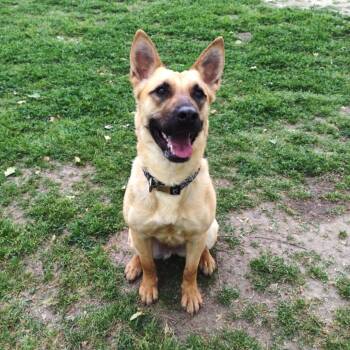 Rescue Belgian Shepherd Malinois and Mixed Breed Dogs for Adoption in San Jacinto, California - Cassie | PetCurious