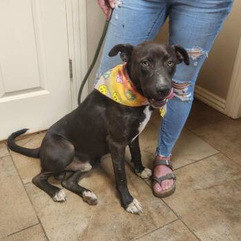 Hollis -  Labrador Retriever and Mixed Breed Dog for Adoption in Hackett, Arkansas - Hollis | PetCurious