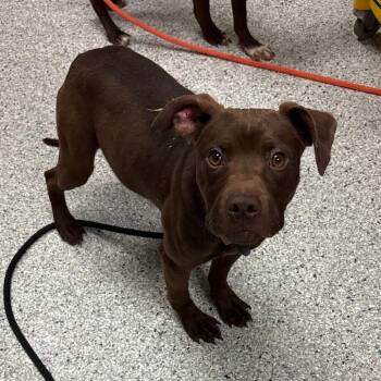 Pit Bull Terrier Dogs Available for Adoption in Reno, Nevada - Hennessy | PetCurious