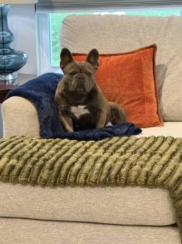 Bubbles -  French Bulldog Dog for Adoption in Bromley, Kentucky - Bubbles | PetCurious