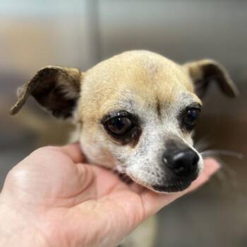 Simba -  Chihuahua Dog for Adoption in Sioux City, Iowa - Simba | PetCurious