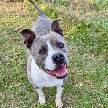 Terrier Dogs Available for Adoption - Princess | PetCurious