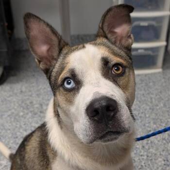 Alfred -  Mixed Breed Dog for Adoption in Greenville, South Carolina - Alfred | PetCurious