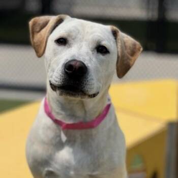 Labrador Retriever and Shepherd Dogs Available for Adoption - Valveeta | PetCurious